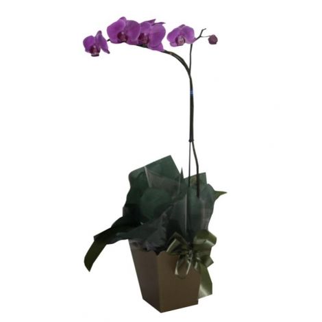 Orquídea Phalaenopsis Rosa